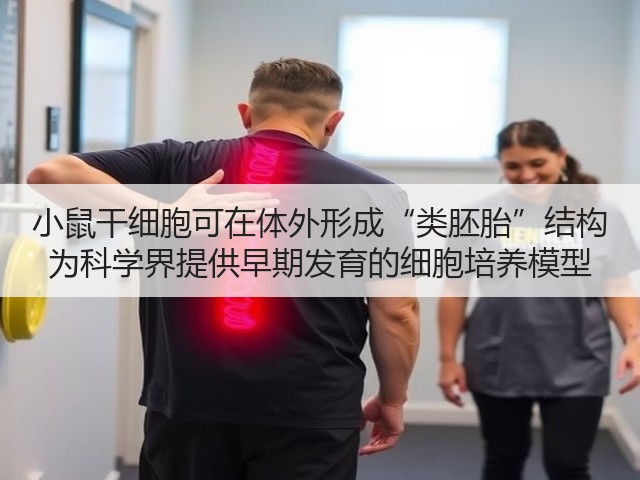 小鼠干细胞可在体外形成“类胚胎”结构 为科学界提供早期发育的细胞培养模型(图3) 小鼠干细胞可在体外形成“类胚胎”结构 为科学界提供早期发育的细胞培养模型(图3)