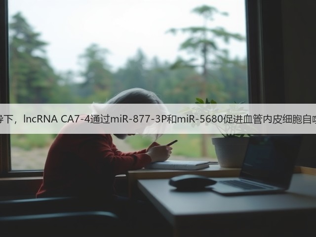 高糖诱导下,lncRNA CA7-4通过miR-877-3P和miR-5680促进血管内皮细胞自噬和凋亡(图2) 高糖诱导下,lncRNA CA7-4通过miR-877-3P和miR-5680促进血管内皮细胞自噬和凋亡(图2)