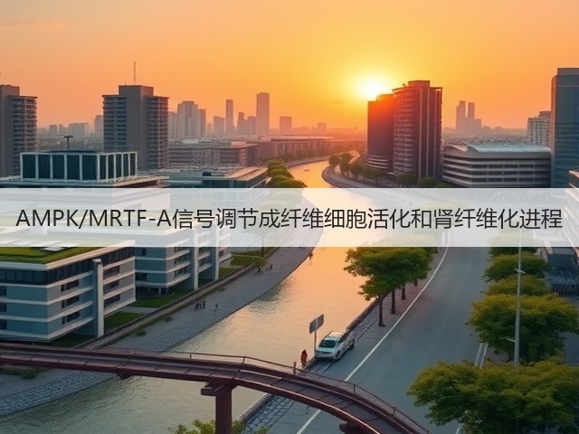 AMPK/MRTF-A信号调节成纤维细胞活化和肾纤维化进程(图3) AMPK/MRTF-A信号调节成纤维细胞活化和肾纤维化进程(图3)
