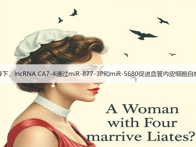 高糖诱导下,lncRNA CA7-4通过miR-877-3P和miR-5680促进血管内皮细胞自噬和凋亡(图1) 高糖诱导下,lncRNA CA7-4通过miR-877-3P和miR-5680促进血管内皮细胞自噬和凋亡(图1)