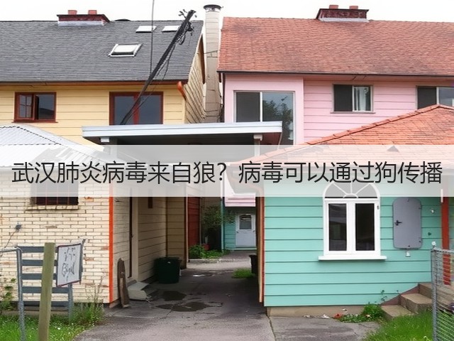 武汉肺炎病毒来自狼?病毒可以通过狗传播(图1) 武汉肺炎病毒来自狼?病毒可以通过狗传播(图1)