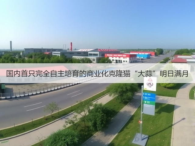 国内首只完全自主培育的商业化克隆猫“大蒜”明日满月(图1) 国内首只完全自主培育的商业化克隆猫“大蒜”明日满月(图1)