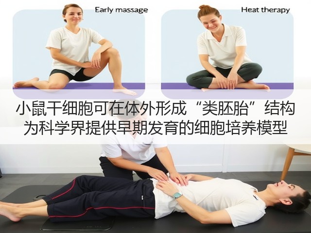 小鼠干细胞可在体外形成“类胚胎”结构 为科学界提供早期发育的细胞培养模型(图2) 小鼠干细胞可在体外形成“类胚胎”结构 为科学界提供早期发育的细胞培养模型(图2)