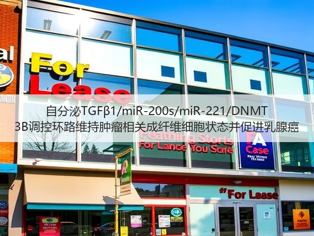 自分泌TGFβ1/miR-200s/miR-221/DNMT 3B调控环路维持肿瘤相关成纤维细胞状态并促进乳腺癌(图2) 自分泌TGFβ1/miR-200s/miR-221/DNMT 3B调控环路维持肿瘤相关成纤维细胞状态并促进乳腺癌(图2)