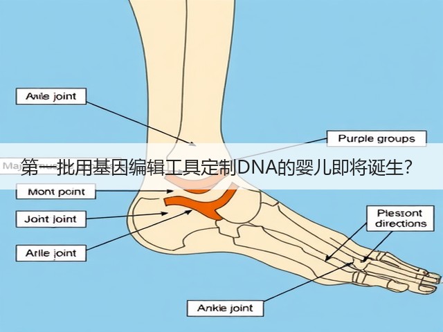 第一批用基因编辑工具定制DNA的婴儿即将诞生?(图3) 第一批用基因编辑工具定制DNA的婴儿即将诞生?(图3)