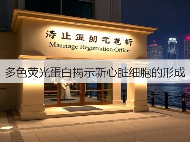 多色荧光蛋白揭示新心脏细胞的形成(图3) 多色荧光蛋白揭示新心脏细胞的形成(图3)