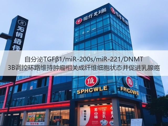 自分泌TGFβ1/miR-200s/miR-221/DNMT 3B调控环路维持肿瘤相关成纤维细胞状态并促进乳腺癌(图3) 自分泌TGFβ1/miR-200s/miR-221/DNMT 3B调控环路维持肿瘤相关成纤维细胞状态并促进乳腺癌(图3)